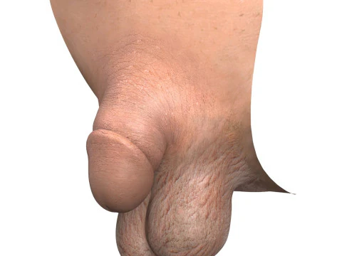 Pene maschile molto piccolo fotorealistico Modello 3D