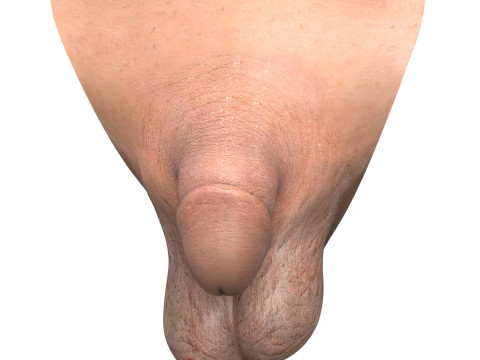 Photorealistic Very Small Male Penis 3Dモデル