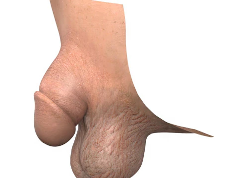 Pene maschile molto piccolo fotorealistico Modello 3D