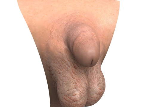 Photorealistic Very Small Male Penis 3Dモデル