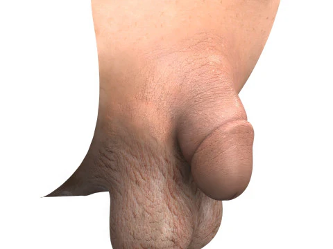 Pene maschile molto piccolo fotorealistico Modello 3D