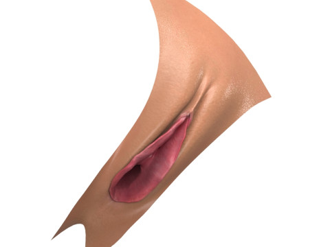 Photorealistic Women Open Vagina Modello 3D