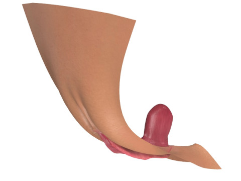 Photorealistic Women Open Vagina Modello 3D