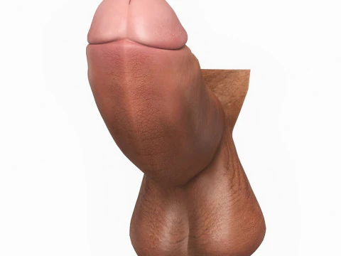 Photorealistic Long Thick Man Penis 3D Model