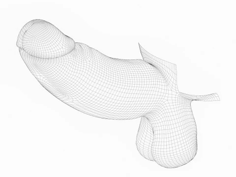 Photorealistic Long Thick Man Penis 3D Model