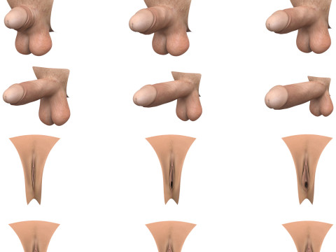 Penis and Vagina Stage Collection Modèle 3D