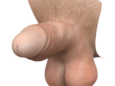 Penis and Vagina Stage Collection Modèle 3D