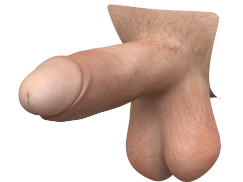 Penis and Vagina Stage Collection Modèle 3D