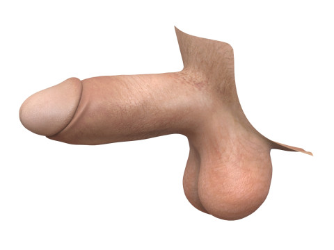Penis and Vagina Stage Collection Modèle 3D