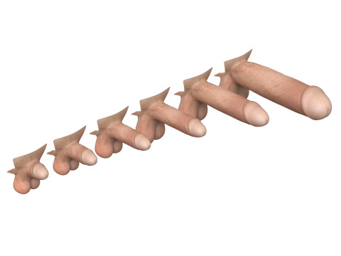 Penis and Vagina Stage Collection Modèle 3D