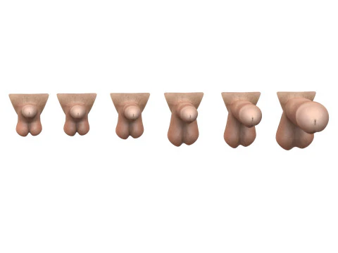 Penis and Vagina Stage Collection 3D Model