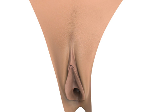Penis and Vagina Stage Collection Modèle 3D