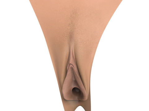 Penis and Vagina Stage Collection Modèle 3D