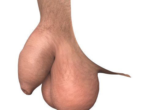 Realistic Uncircumcise Small Penis Modelo 3D