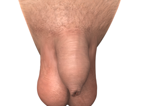 Realistic Uncircumcise Small Penis Modelo 3D