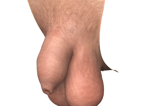 Realistic Uncircumcise Small Penis Modelo 3D
