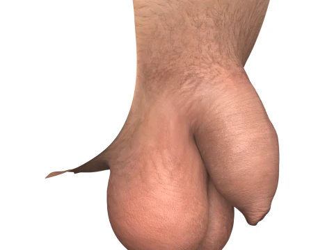 Realistic Uncircumcise Small Penis 3D Model