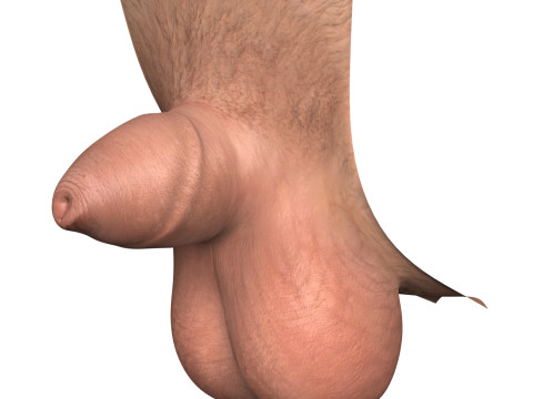Man Small Penis Collection 3Dモデル