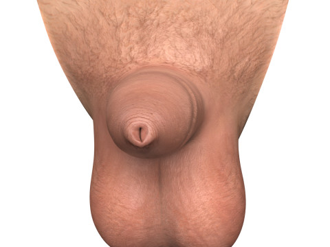 Man Small Penis Collection 3Dモデル