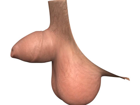 Man Small Penis Collection 3D Model