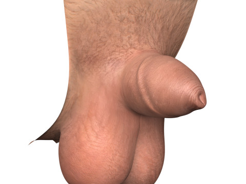Man Small Penis Collection 3Dモデル
