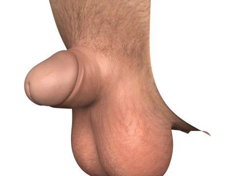 Man Small Penis Collection 3D Model