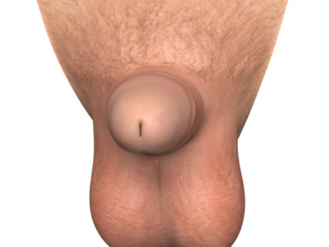 Man Small Penis Collection 3D Model