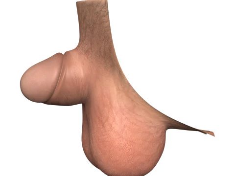 Man Small Penis Collection 3D Model