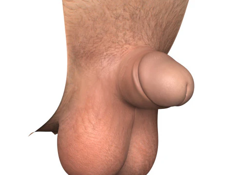 Man Small Penis Collection 3D Model
