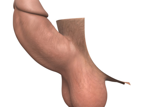 Man Small Erect Monster Penis 3D Model