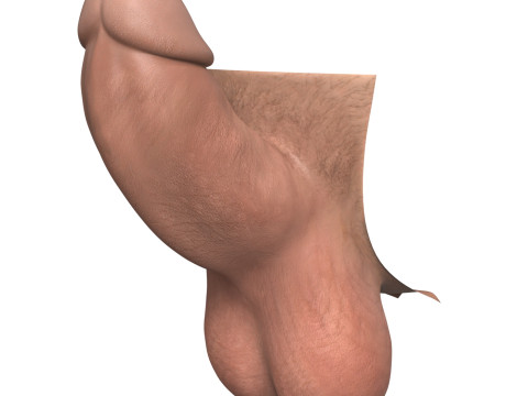 Man Small Erect Monster Penis 3D Model