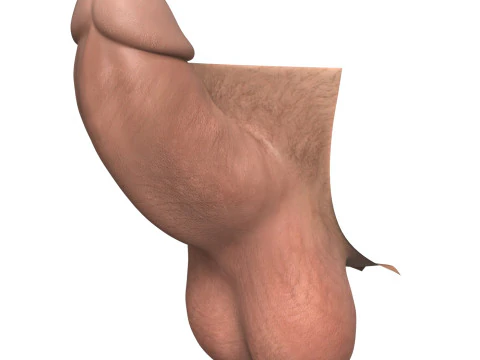 Man Small Erect Monster Penis 3D Model