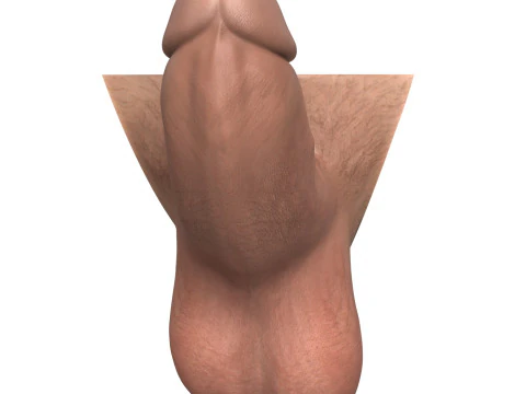 Man Small Erect Monster Penis 3D Model