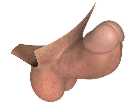 Man Small Erect Monster Penis 3D Model