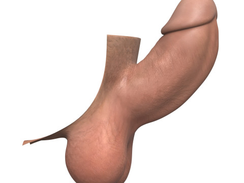 Man Small Erect Monster Penis 3D Model