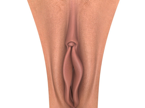 Realistic Female Vagina 3D Модель