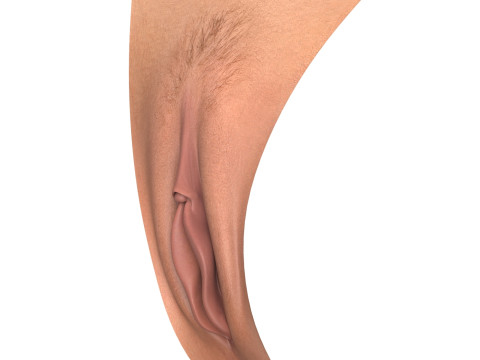 Realistic Female Vagina 3D Модель