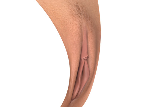 Realistic Female Vagina 3D Модель