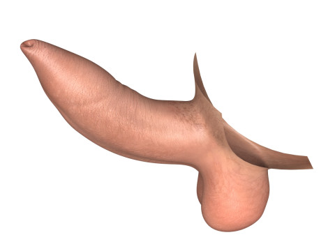 Photorealistic Uncircumcised Erect Penis 3D Model