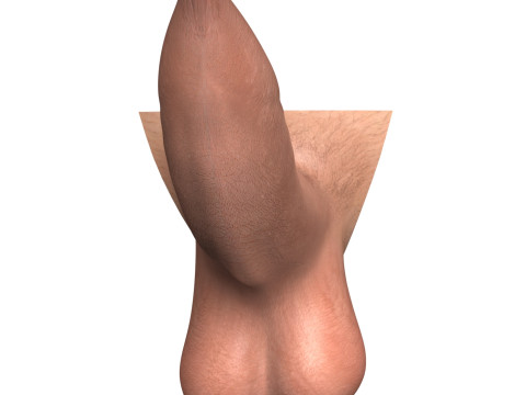 Photorealistic Uncircumcised Erect Penis 3D Model