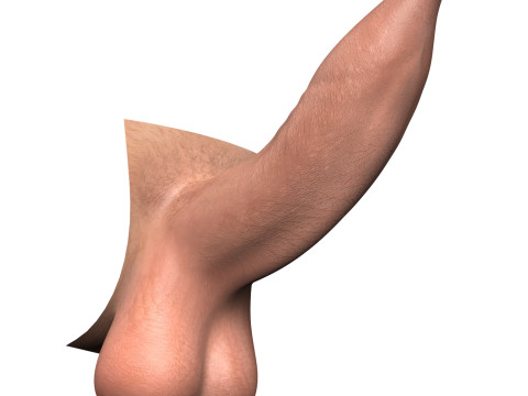Photorealistic Uncircumcised Erect Penis 3D Model