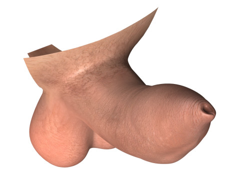 Photorealistic Uncircumcised Erect Penis 3D Model