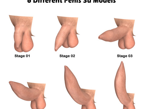 Man Uncircumcised Penis Erection Stages 3D Модель