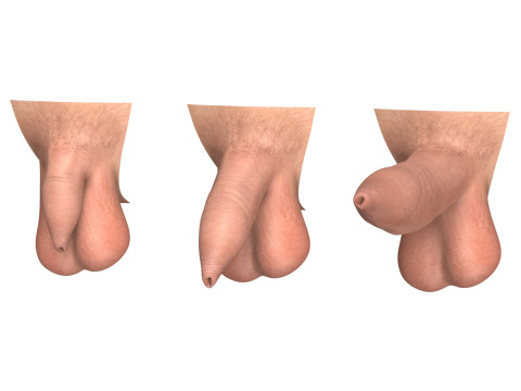 Man Uncircumcised Penis Erection Stages 3D Модель