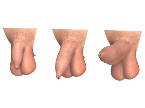 Man Uncircumcised Penis Erection Stages 3D Model