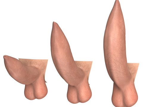 Man Uncircumcised Penis Erection Stages 3D Модель