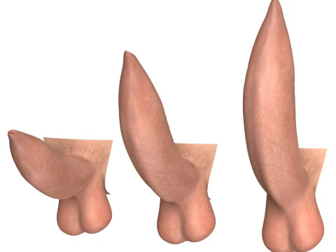 Man Uncircumcised Penis Erection Stages 3D Model