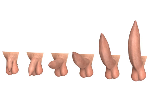 Man Uncircumcised Penis Erection Stages 3D Модель