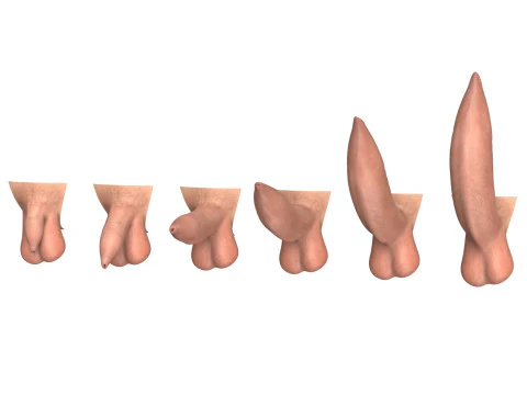 Man Uncircumcised Penis Erection Stages 3D Model