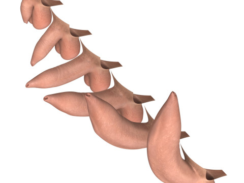Man Uncircumcised Penis Erection Stages 3D Модель